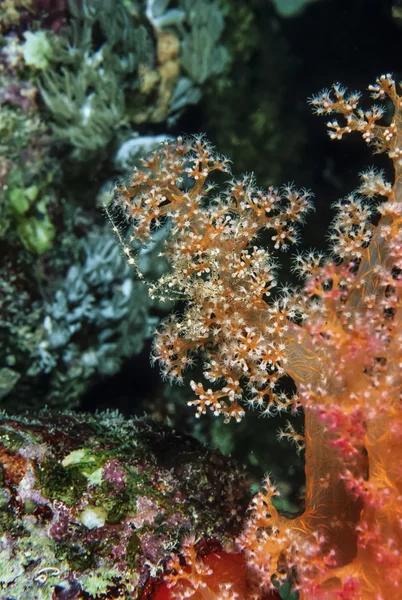SUDÁN, Mar Rojo, U.W. foto, alcyonarian tropical (coral suave) y un pequeño cangrejo araña —  Fotos de Stock