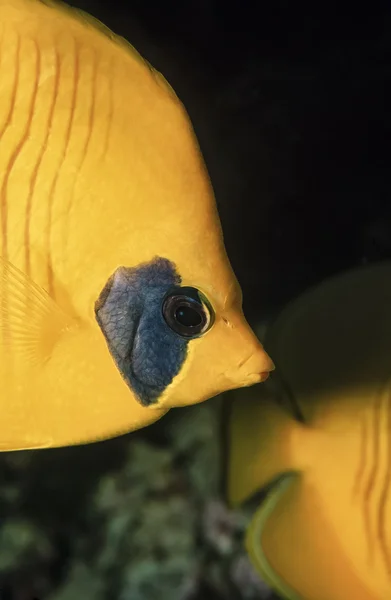 Súdán, Rudé moře, u.w. fotografie, maskovaný butterflyfish (chaetodon semilarvatus) — Stock fotografie