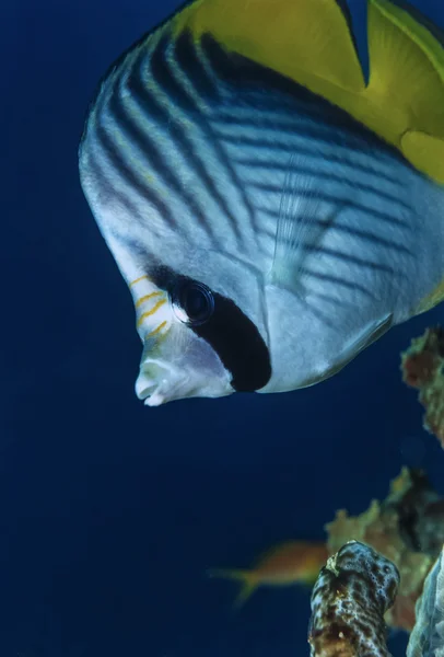 Sudan, röda havet, u.w. foto, threadfin fjärilsfisk (chaetodon auriga) — Stockfoto