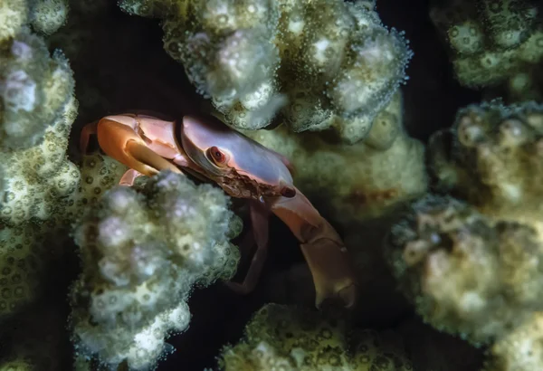 Sudan, röda havet, små tropiska krabba i en mjuk korall — Stockfoto