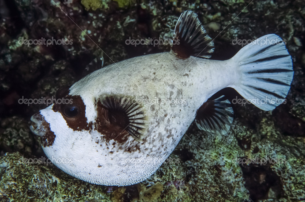 w. photo, balloon fish
