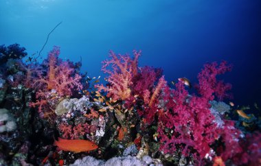 Sudan, Kızıldeniz, UW fotoğraf, tropikal anthias, bir orfoz ve yumuşak mercanlar