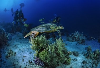 Sudan, Kızıldeniz, W.U. fotoğraf, deniz kaplumbağası (Caretta caretta) ve tüplü dalgıçlar