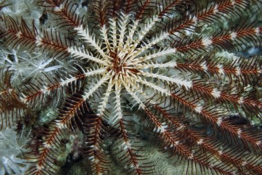 Sudan, Kızıldeniz, UW fotoğraf, yumuşak mercan üzerinde Dijana (encrinus sp.)