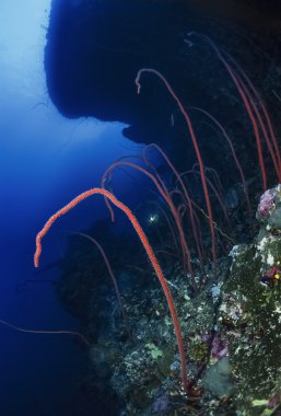 gorgonians Sudan, Kızıldeniz, UW fotoğraf, kırbaç