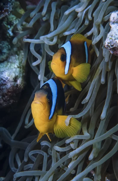 SUDAN, Mar Rosso, U.W. foto, Coppia di pesci pagliaccio e Anemone — Foto Stock