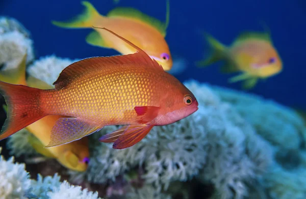 Súdán, Rudé moře, u.w. fotografie, tropické anthias — Stock fotografie