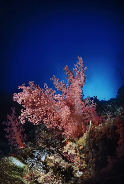 СУДАН, Красное море, Великобритания фото, тропический алкионарий — стоковое фото