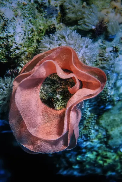 Soedan, rode zee, u.w. foto, tropische Nudibranchia eieren — Stockfoto