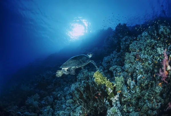 Sudan, röda havet, o.f. foto, havssköldpadda — Stockfoto