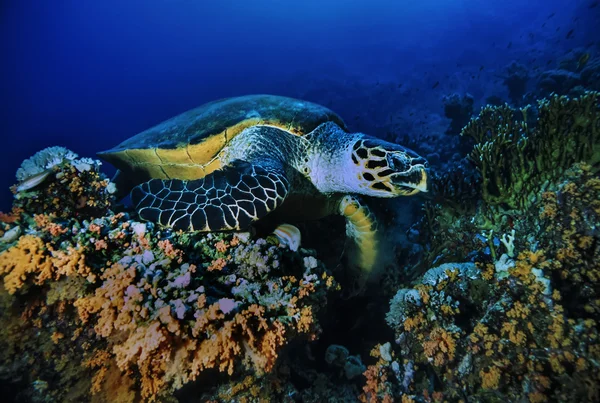 Sudan, röda havet, o.f. foto, havssköldpadda — Stockfoto