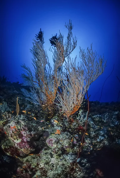 Sudan, röda havet, u.w. foto, piska gorgonier (junceella) och tropiska anthias — Stockfoto