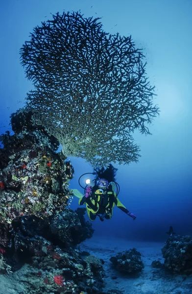 Sudan, Morze Czerwone, Zdjęcie u.w., staghorn koral (acropora tego) i nurek — Zdjęcie stockowe