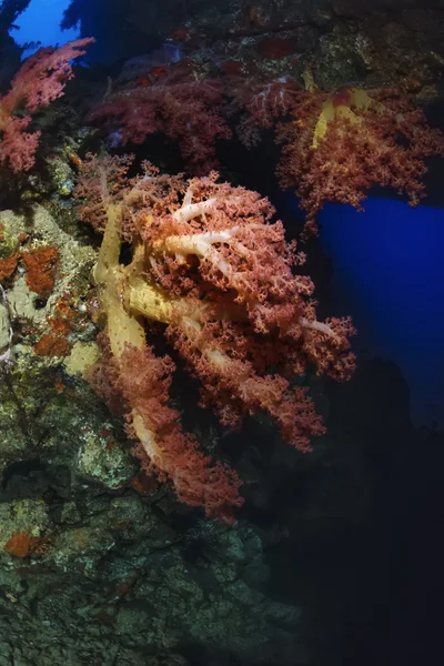 SUDAN, Red Sea, Sha'ab Swadi, U.W. photo, Toyotas wreck, Alcyonarians — Stock Photo, Image