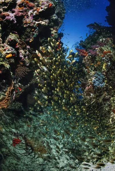 SUDAN, Mar Rosso, U.W. foto, Scuola di pesce vetro — Foto Stock