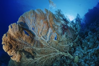 Sudan, Kızıldeniz, UW fotoğraf, tropikal deniz fan (gorgonia ventalina)