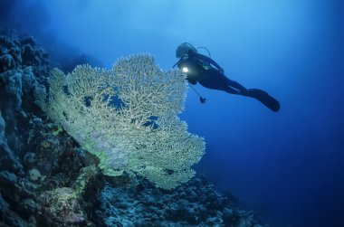 Sudan, Kızıldeniz, UW fotoğraf, staghorn mercan (acropora cervicornis) ve dalgıç