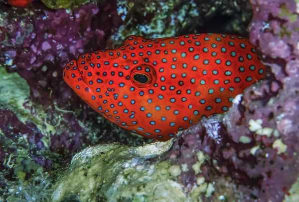 Sudan, Kızıldeniz, UW fotoğraf, tropikal red orfoz (epinephelus sp farkedildi..) — Stok fotoğraf