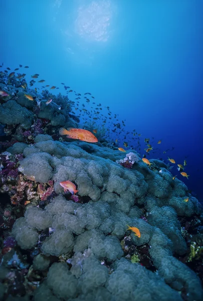 スーダン、紅海、u. w 写真、熱帯 anthias (pseudanthias squamipinnis) とソフトコーラルに斑点を付けられたハタ — ストック写真