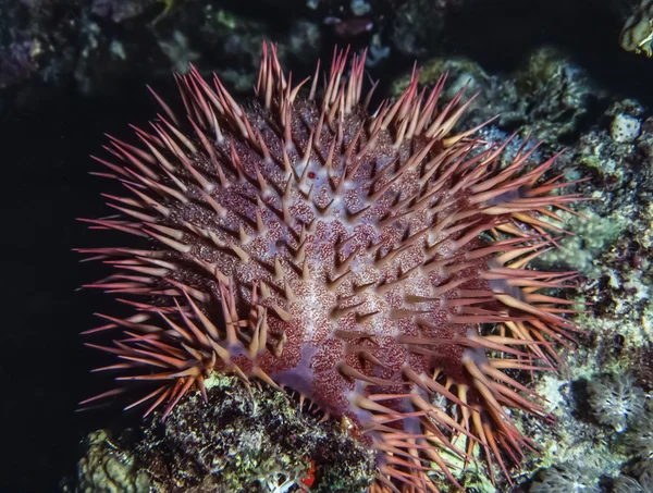SUDAN, Red Sea, U.W. photo, tropical sea urchin (Acanthaster planci) — Stock Photo, Image