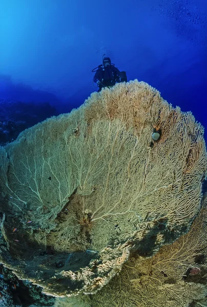 Sudan, röda havet, u.w. foto, tropiska havet fan (gorgonia ventalina) och en dykare — Stockfoto
