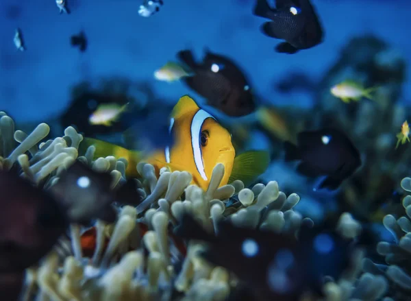 Sudan, Kızıldeniz, UW fotoğraf, palyaço balığı (amphiprion melanopus) ve anemonefish — Stok fotoğraf