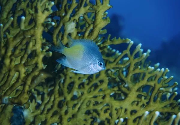 SUDAN, Red Sea, U.W. photo, small Sergeant fish (Abudefdur saxatilis) and Fire coral in the background — Stock Photo, Image