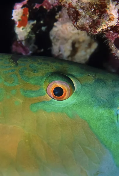 SUDAN, Red Sea, U.W. photo, tropical parrot fish (Scarus vetula) — Stock Photo, Image