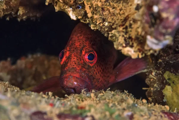 Súdán, Rudé moře, u.w. Foto, tropické spatřen červené kanic (epinephelus sp.) — Stock fotografie