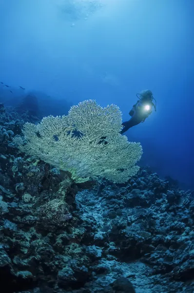 Sudan, Morze Czerwone, Zdjęcie u.w., staghorn koral (acropora tego) i nurek — Zdjęcie stockowe