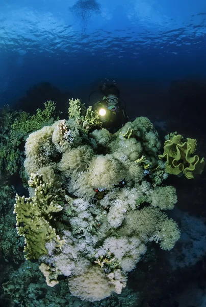 SUDAN, Red Sea, U.W. photo, soft corals and a diver — Stock Photo, Image