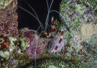 Mercan bantlı karides (Stenopus hispidus)