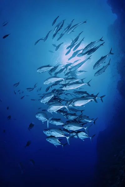 Sanghaneb Reef, uma escola de Jacks (Caranx lugubris ) — Fotografia de Stock