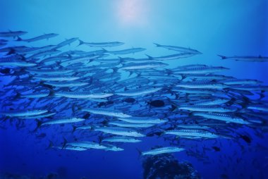 Sudan, Kızıldeniz, UW fotoğraf sanghaneb reef, barracudas Okulu (sphyraena barracuda)