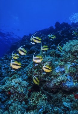 Sudan, Kızıldeniz, UW fotoğraf, bannerfish Okulu (heniochus intermedius)