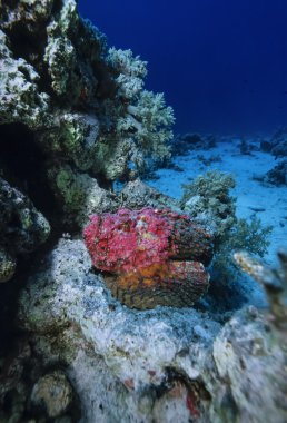 SUDAN, Red Sea, U.W. photo, Stonefish (Synanceia verrucosa) clipart