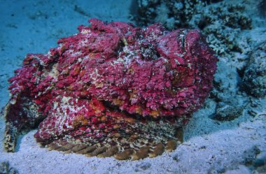 SUDAN, Red Sea, U.W. photo, Stonefish (Synanceia verrucosa)