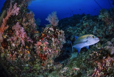 Sudan, Kızıldeniz, UW fotoğraf, sanghaneb reef, jack (caranx lugubris) ve yumuşak mercanlar