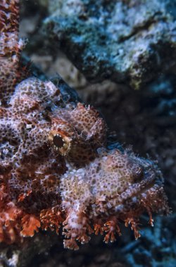 Sudan, Kızıldeniz, UW fotoğraf, scorpionfish (scorpaena plumieri)