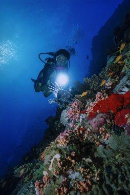 Sudan, Kızıldeniz, u.w fotoğraf, iskorpit (pterois radiata) ve dalgıç