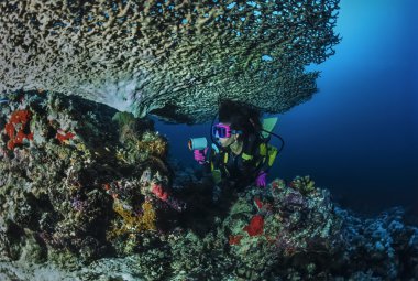 SUDAN, Red Sea, U.W. photo, staghorn coral (Acropora cervicornis) and a diver clipart