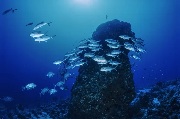 SUDÁN, Mar Rojo, U.W. foto, Sanghaneb Reef, una escuela de Jacks (Caranx lugubris ) — Foto de Stock