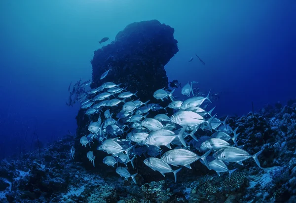 SUDAN, Red Sea, U.W. photo, Sanghaneb Reef, a school of Jacks (Caranx lugubris) — Stock Photo, Image