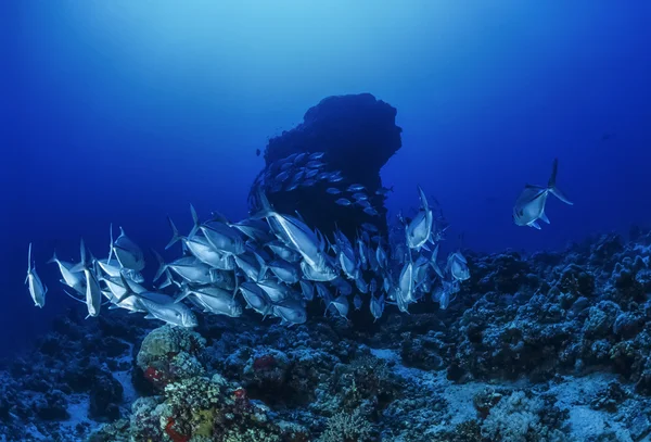 Sudan, röda havet, u.w. foto, sanghaneb reef, en skola i knektar (caranx lugubris) — Stockfoto