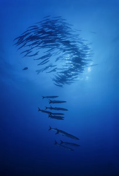 SUDAN, Mar Rosso, U.W. foto, Barriera corallina di Sanghaneb, scuola di Barracudas (Sphyraena barracuda ) — Foto Stock