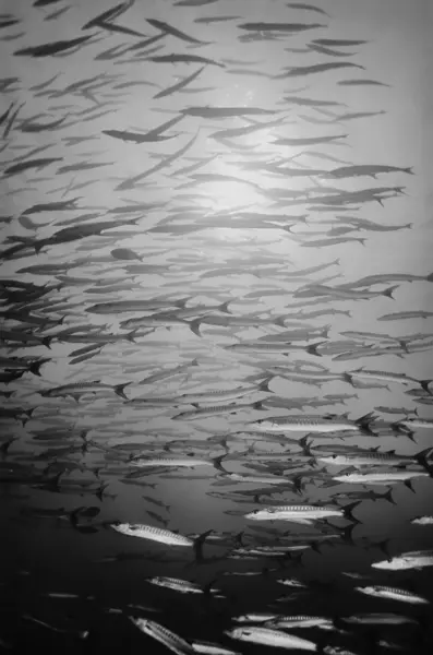Sudan, Kızıldeniz, UW fotoğraf sanghaneb reef, barracudas Okulu (sphyraena barracuda) — Stok fotoğraf