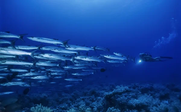 SUDÁN, Mar Rojo, U.W. foto, Sanghaneb Reef, Escuela de Barracudas (Sphyraena barracuda) y un buzo —  Fotos de Stock