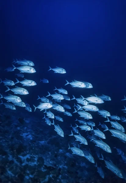 Sudan Kızıl Deniz, UW fotoğraf, sanghaneb reef, krikolar (caranx lugubris Okulu) — Stok fotoğraf