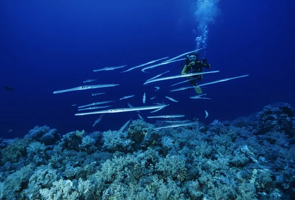 SUDAN, Red Sea, Sanghaneb Reef, Trumpet fish school (Aulostomus chinensis) — Stock Photo, Image