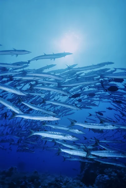 Sudan, Kızıldeniz, UW fotoğraf sanghaneb reef, barracudas Okulu (sphyraena barracuda) — Stok fotoğraf
